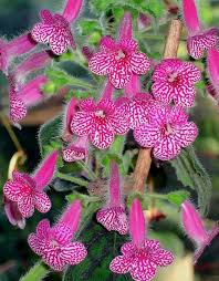 Pink Kohleria Flower Seeds for Planting – Heirloom, Non-GMO, High Germination Organic Garden Seeds