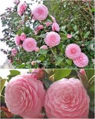 Pink Camellia Flower Seeds for Planting | Heirloom Non-GMO High Germination Organic Garden Seeds