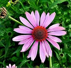 Echinacea Purpurea Flower Seeds for Planting – Wildflower Mix, Heirloom, Non-GMO, High Germination