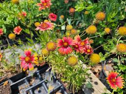 Gaillardia Pulchella Flower Seeds for Planting – Drought Tolerant, Heirloom, Non-GMO & High Germination Seeds