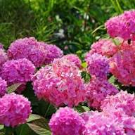 Deep Pink Hydrangea Flower Seeds for Planting – Heirloom, Non-GMO, High Germination Organic Garden Seeds