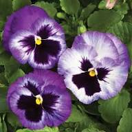 Violet Pansy Flower Seeds for Planting – Heirloom, Non-GMO, Easy to Grow Organic Garden Seeds
