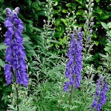Eisenhut Flower Seeds for Planting – Heirloom, Non-GMO, High Germination Organic Garden Seeds