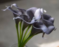 Dark Gray Calla Flower Seeds for Planting – Heirloom, Non-GMO, Long Bloom Season, High Germination