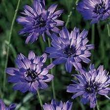 Blue Catananche Flower Seeds for Planting – Organic, Heirloom & Non-GMO Garden Love-in-a-Mist Blooms