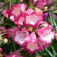 Pink Penstemon Strictus Flower Seeds for Planting – Heirloom, Non-GMO, High