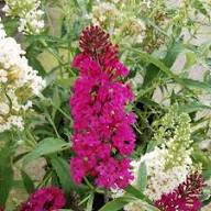 Dark Pink Buddleia Butterfly Bush Seeds for Planting | Heirloom Non-GMO High Germination Organic Garden Seeds