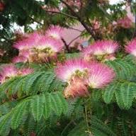 Acacia Baileyana Flower Seeds for Planting – Heirloom, Non-GMO, High Germination Organic Garden Seeds