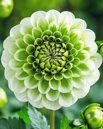 White Green Mixed Dahlia Flower Seeds for Planting – Heirloom, Non-GMO, High Germination Organic Garden Seeds