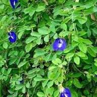 Blue Clitoria ternatea Flower Seeds for Planting | Heirloom Non-GMO High Germination Organic Garden Seeds