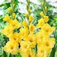 Yellow Gladiolus Hybridus Flower Seeds for Planting – Heirloom, Non-GMO, High Germination