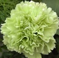 Light Green Carnation Flower Seeds for Planting - Seasonal Bloomer, Heirloom, Non-GMO, High Germination Organic Garden Seeds