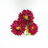 Dark Maroon China Aster Flower Seeds for Planting – Wildflower Mix Heirloom Non-GMO High Germination Organic Garden Seeds