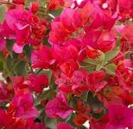 Buganvilla Flower Seeds for Planting – Heirloom, Non-GMO, High Germination Organic Garden Seeds