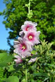 Hollyhock Pink White Flower Seeds for Planting – Organic, Heirloom & Non-GMO Tall Blooming Garden Favorites