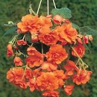 Orange Gloxinia Flower Seeds for Planting | Heirloom Non-GMO High Germination Organic Garden Seeds