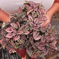 Light Pink Green Hypoestes Flower Seeds for Planting – Heirloom, Non-GMO, High Germination Garden Seeds
