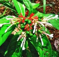 Heirloom Rauvolfia Flower Seeds – Non-GMO, High Germination Organic Garden Seeds