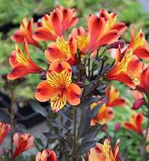 Heirloom Alstroemeria Flower Seeds for Planting – Non-GMO, Compact Growth Organic Garden Seeds