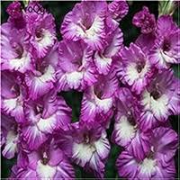 Deep Blue Tulip Flower Seeds – Garden Favorite, Heirloom, Non-GMO & High Germination Organic Garden Seeds