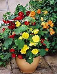 Abutilon Striatum Flower Seeds for Planting – Heirloom, Non-GMO, High Germination Organic Garden Seeds