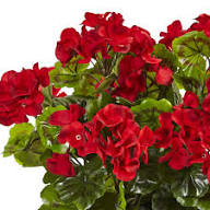 Geranium Flower Seeds for Planting – Heirloom, Non-GMO, High Germination Organic Garden Seeds