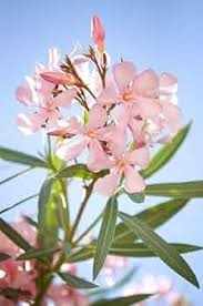 Pink Ribes Cereum Flower Seeds for Planting – Heirloom, Non-GMO, High Germination Organic Garden Seeds