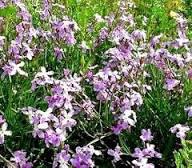 Night Scented Stock Seeds Flower seeds for Planting – Pollinator Friendly, Heirloom & GMO Free Seeds, High Germination