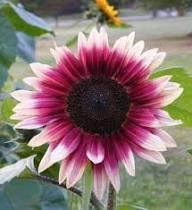 Pink White Sunflower Flower Seeds for Planting | Heirloom Non-GMO High Germination Organic Garden Seeds
