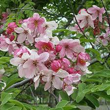 Mix Apple Blossom Flower Seeds