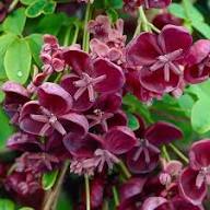 Chocolate Clematis Flower Seeds for Planting | Heirloom Non-GMO High Germination Organic Seeds