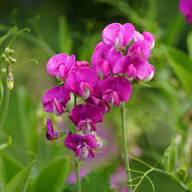 Everlasting Pea Flower Seeds for Planting – Heirloom, Non-GMO, High Germination Organic Garden Seeds