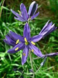 Camassia Flower Seeds for Planting – Cottage Garden Essential, Heirloom, Non-GMO