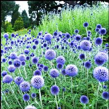Echinops Flower Seeds for Planting – Premium Quality, Heirloom & Non-GMO Seeds