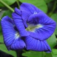 Blue Impatiens Flower Seeds for Planting – Heirloom, Non-GMO, Sun Loving Organic Garden Seeds