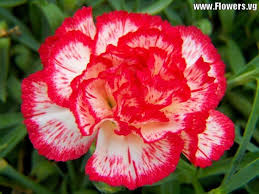 Red White Carnations Flower Seeds for Planting - Seasonal Bloomer, Heirloom, Non-GMO, High Germination Organic Garden Seeds