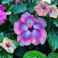 Hibiscus Purple Pink Flower Seeds for Planting - Heirloom, Non-GMO, High Germination Organic Garden Seeds