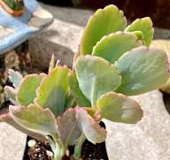 Kalanchoe Flower Seeds for Planting – Heirloom, Non-GMO, High Germination Organic Garden Seeds