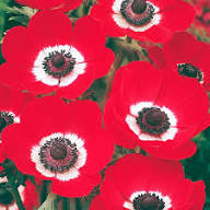 Red Anemone Flower Seeds for Planting – Heirloom, Non-GMO, High Germination Garden Seeds