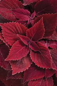 Pink Dragon Coleus Seeds for Planting – Heirloom, Non-GMO, Drought-Tolerant High Germination Garden Seeds