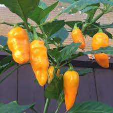 Augustine Minorcan Datil Hot Pepper Plant Seeds for Planting – Heirloom Non-GMO Spicy Mini Peppers
