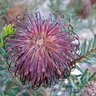 Violet Banksia Flower Seeds for Planting – Heirloom, Non-GMO, High Germination Organic Garden Seeds