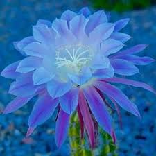 Light Blue Epiphyllum Flower Seeds for Planting | Heirloom Non-GMO High Germination Organic Garden Seeds