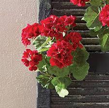 Geranium Flower seeds for Planting – Bright Blooms, Heirloom & GMO Free Seeds for Home Garden, High Germination