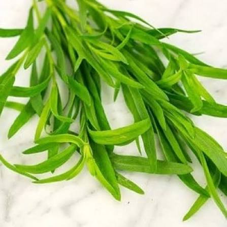 Russian Tarragon Herb Seeds 