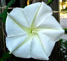 Giant Moon Flower seeds for Planting – Shade Tolerant Heirloom Non-GMO High Germination Organic Garden Seeds
