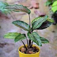 Mixed Calathea Flower Seeds for Planting – Heirloom, Non-GMO, Drought Tolerant, High Germination Seeds