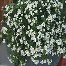 White Bacopa Utopia Flower Seeds for Planting – Heirloom, Non-GMO, Vibrant Colors, High Germination Organic Garden Seeds