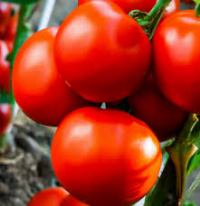 Red Black Tomato Vegetable Seeds for Planting – Heirloom, Non-GMO Seeds