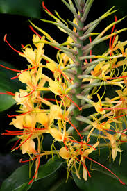 Hedychium Gardnerianum Flower Seeds for Planting – Heirloom, Non-GMO, High Germination Organic Garden Seeds